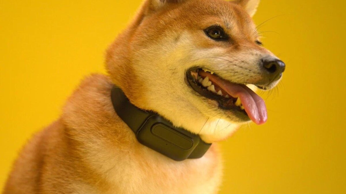 Представлен умный ошейник для собак — HushPuppy