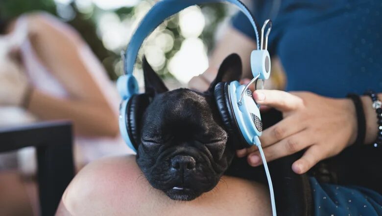 CES 2024: Запущен первый в мире стриминговый сервис для собак