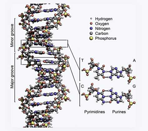 Структура ДНК с нитями и пузырьками для памяти