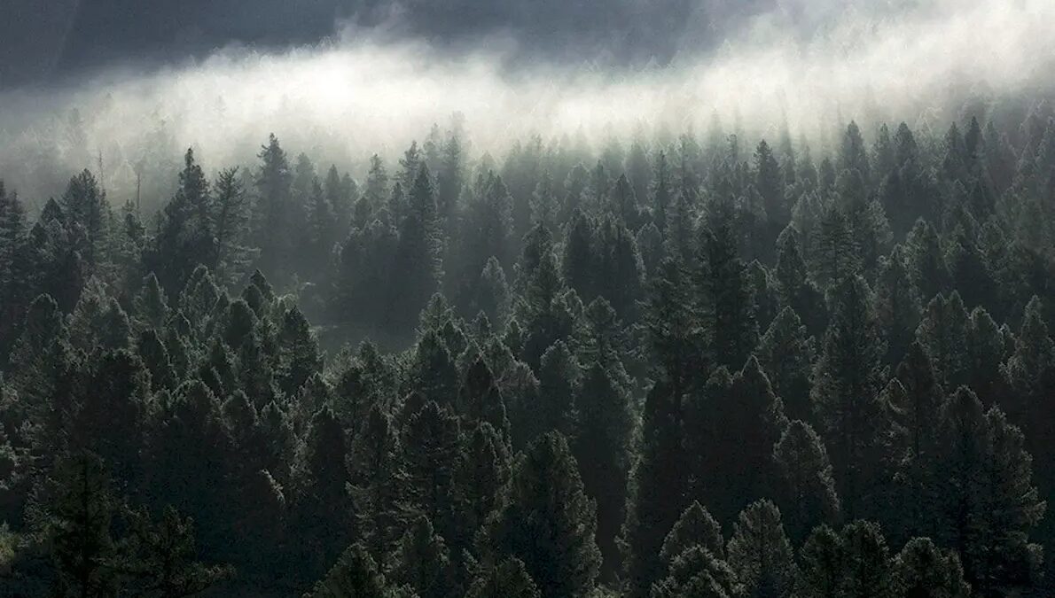 Amazon, Microsoft и Exxon хотят сделать углеродные рынки более надежными