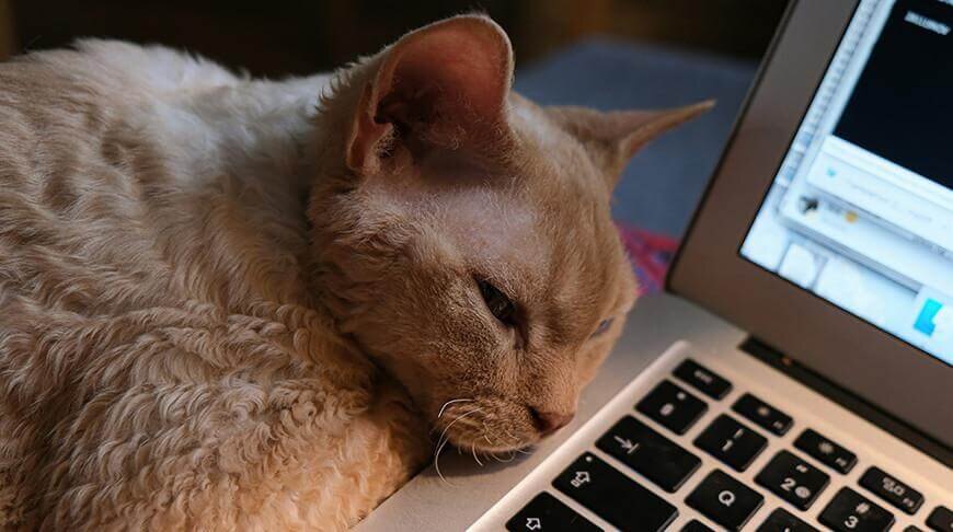 Baidu запатентовала ИИ-систему для анализа эмоций животных через звуки, движения и биохимию