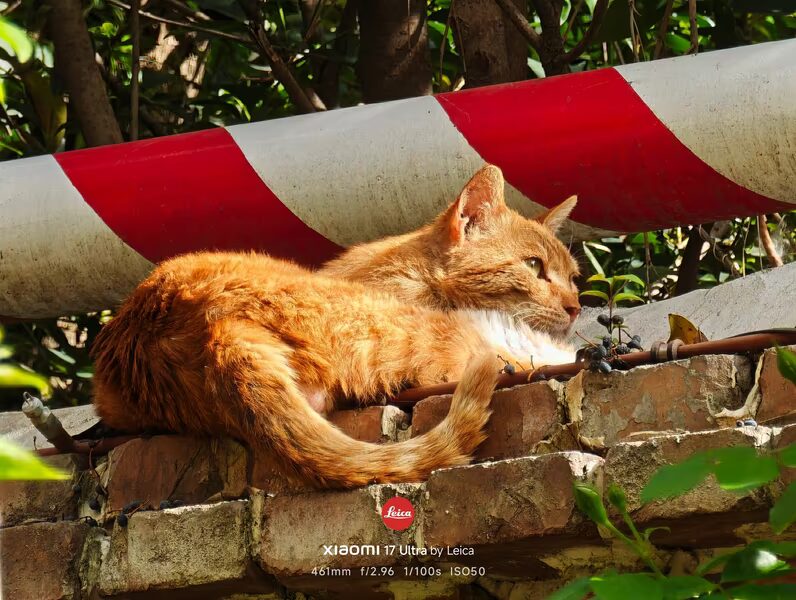 Leica, Hasselblad и Zeiss сравнили камеры Xiaomi 17 Ultra, Oppo Find X9 Ultra и Vivo X300 Ultra