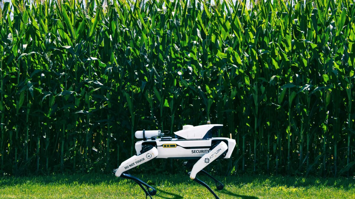 Роботы-собаки охраняют кукурузу на фоне продовольственного кризиса на Гавайях